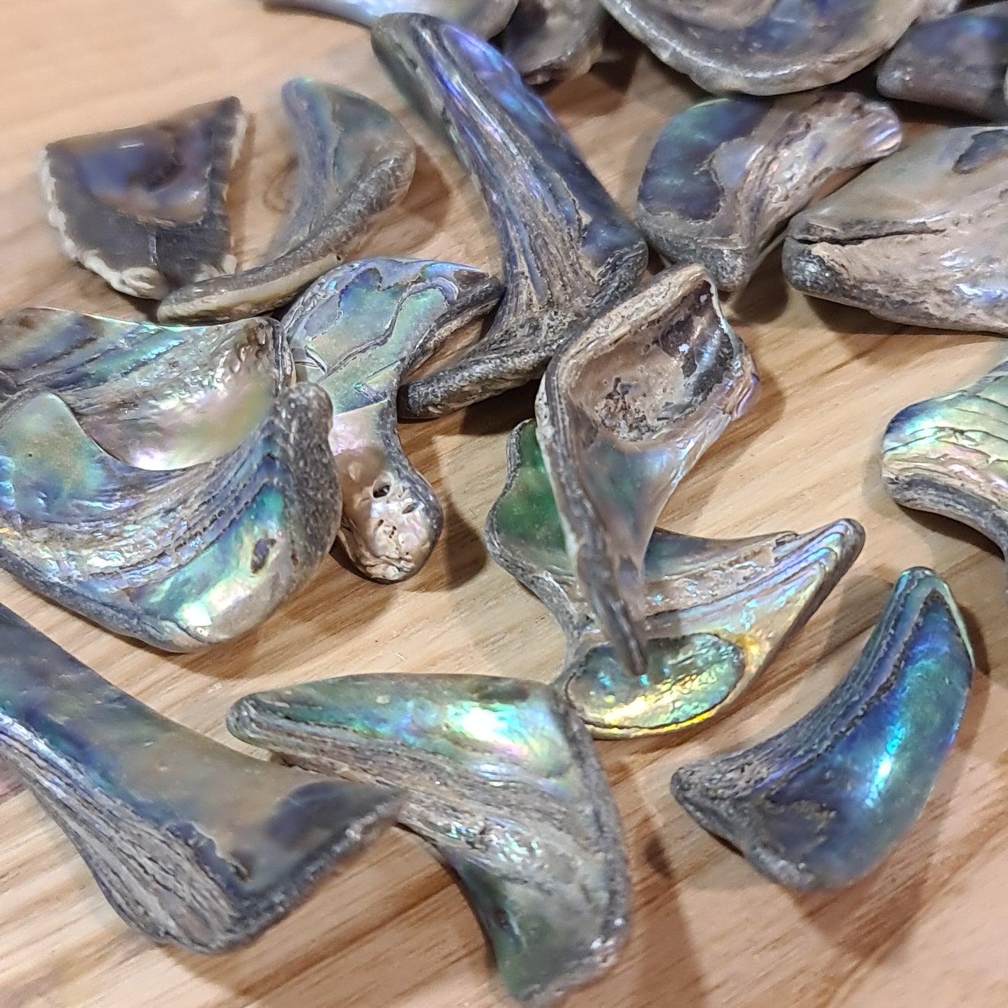 Abalone Shell - Tumbled
