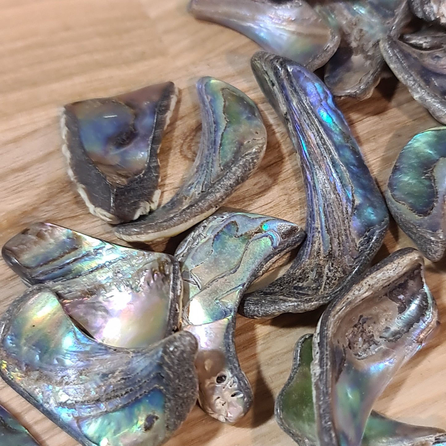 Abalone Shell - Tumbled