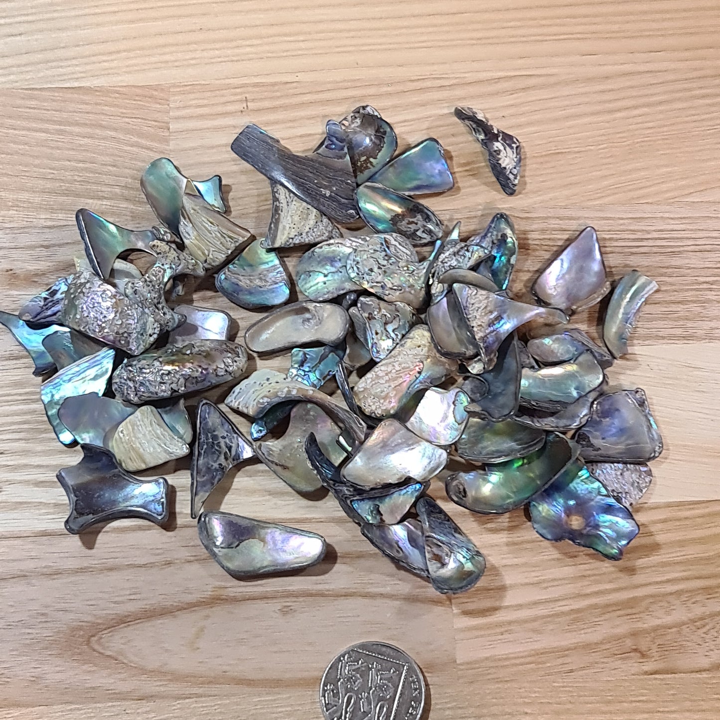 Abalone Shell - Tumbled