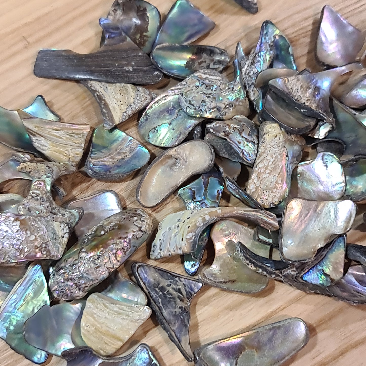 Abalone Shell - Tumbled