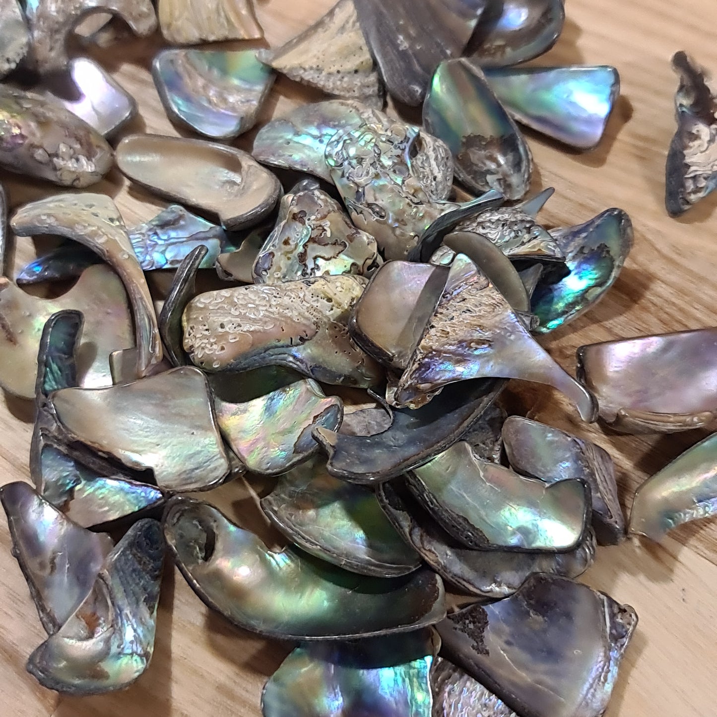 Abalone Shell - Tumbled
