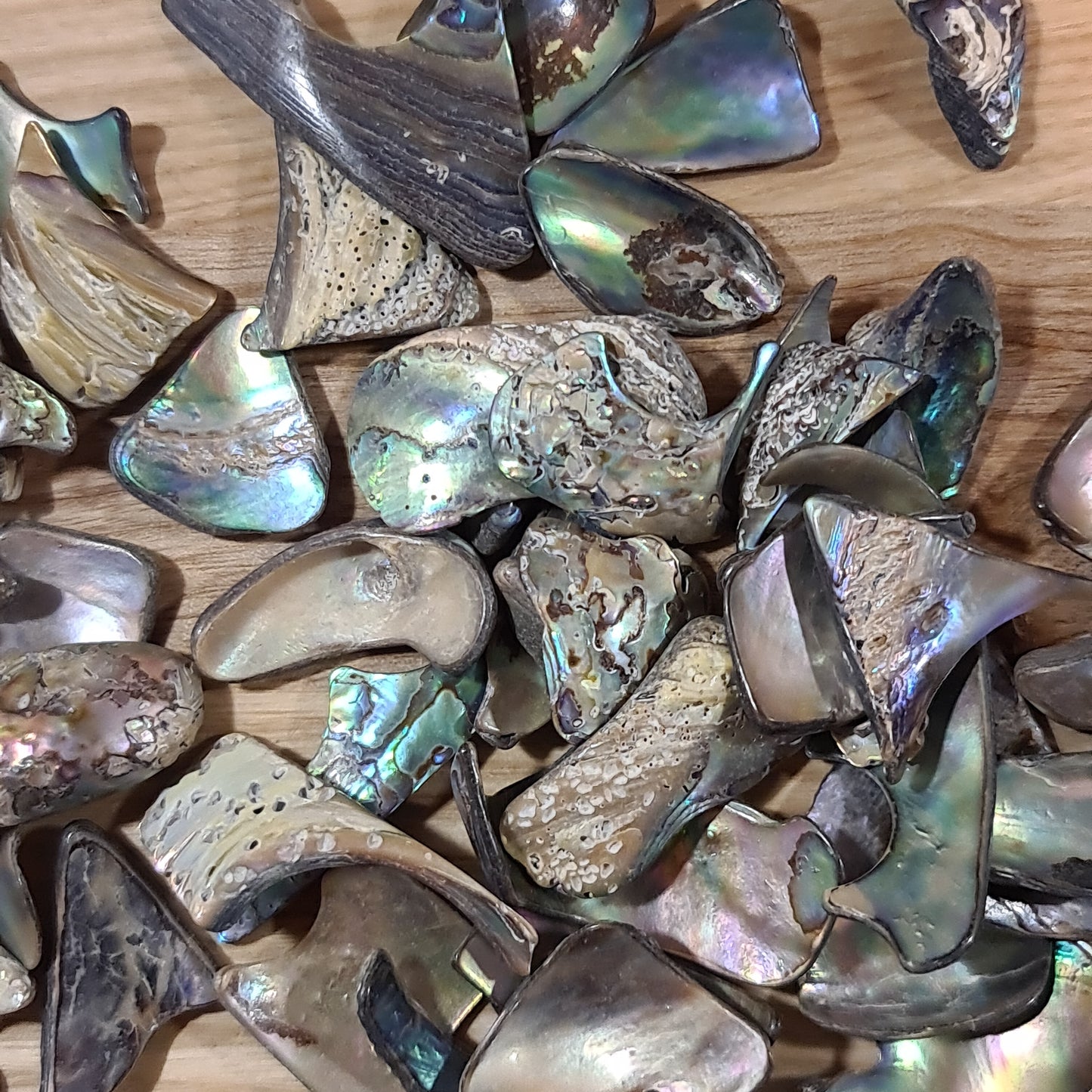 Abalone Shell - Tumbled