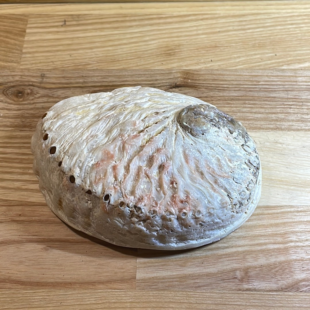 Abalone Shell Medium ‘A’ grade