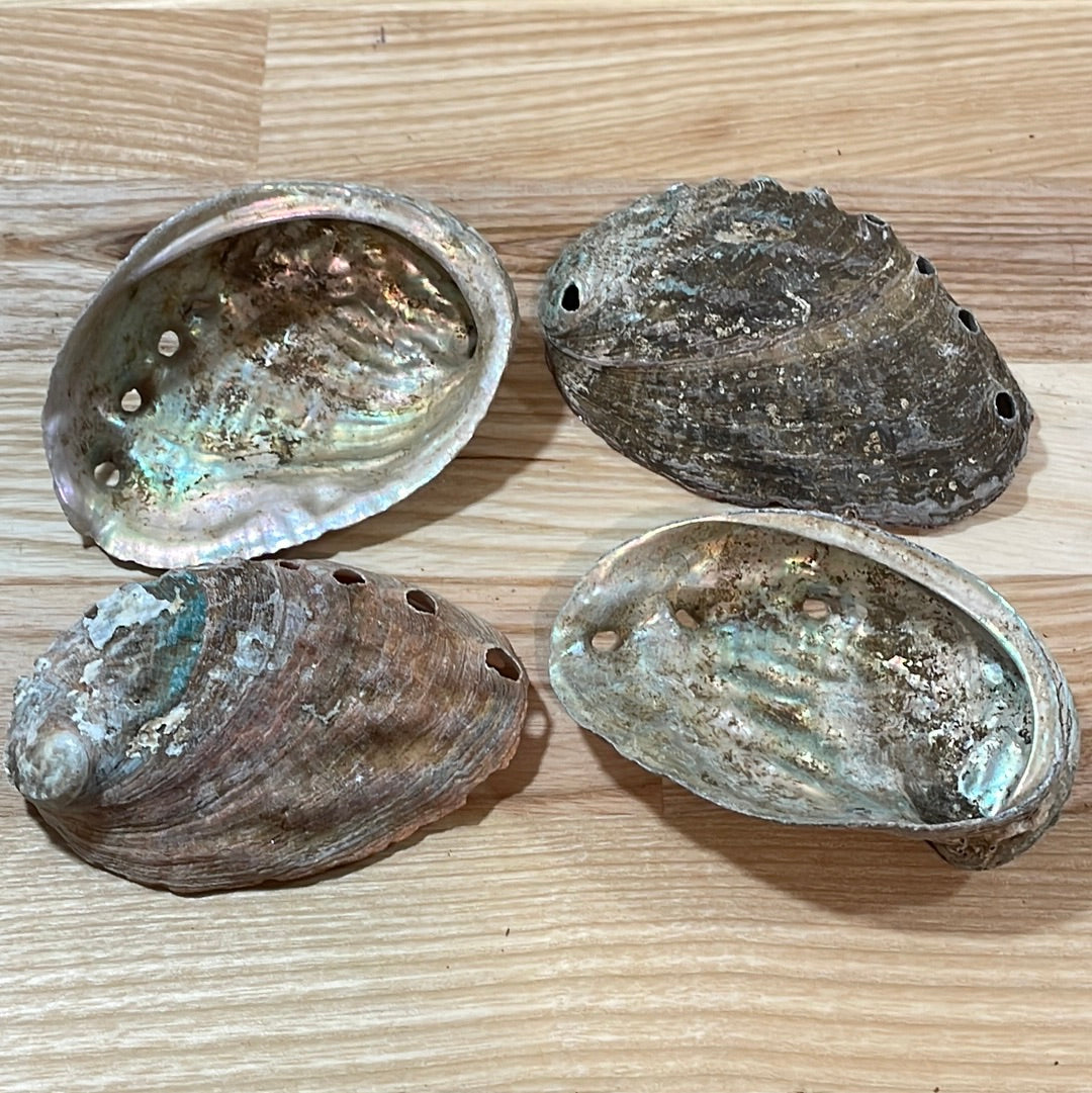 Abalone Shell Small