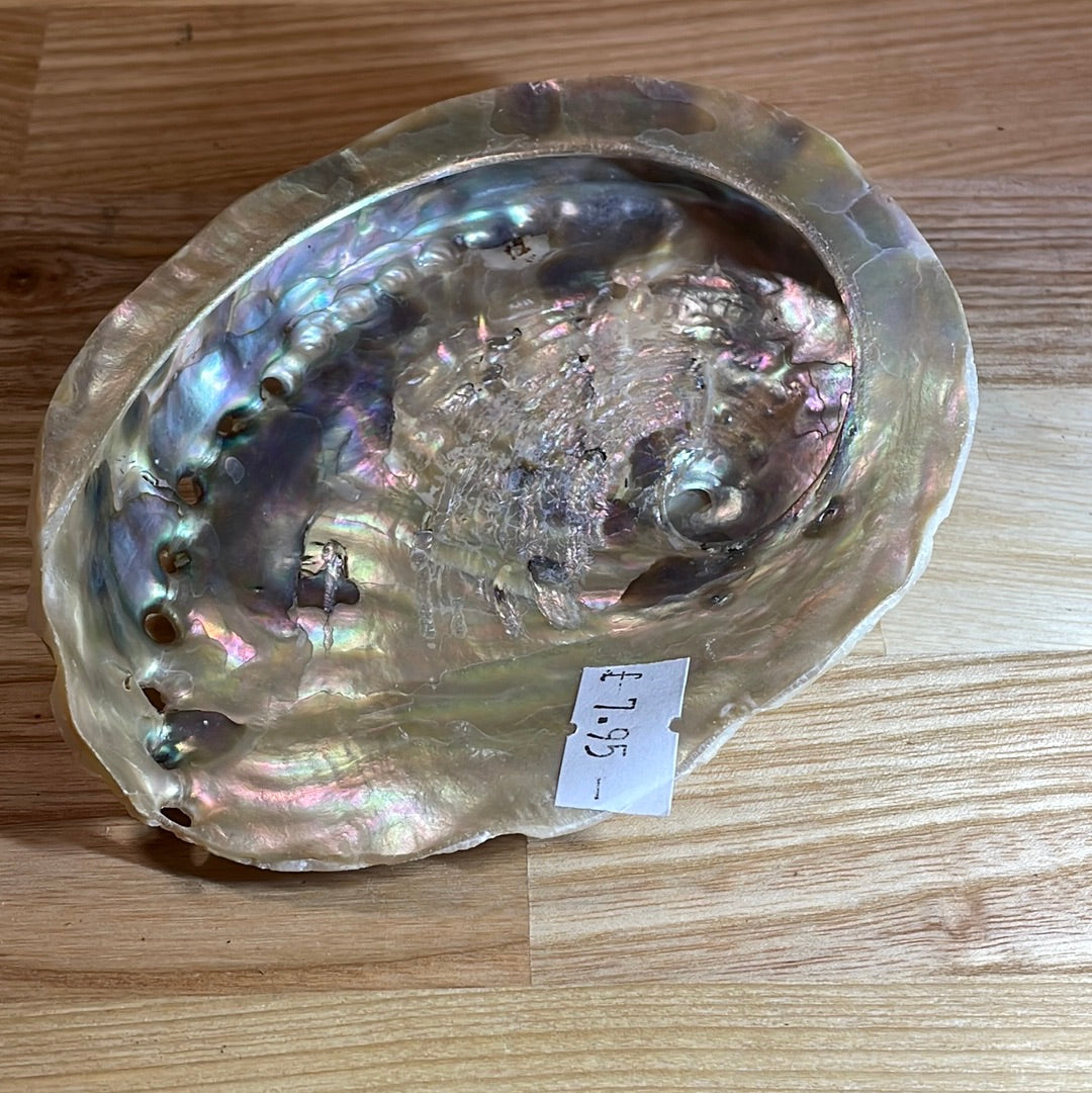 Abalone Shell Medium ‘A’ grade