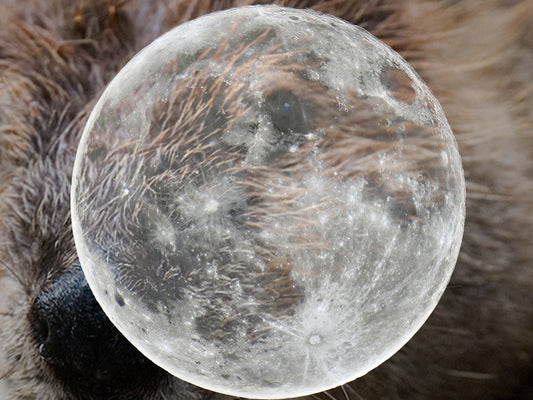 November Beaver 🦫 Moon