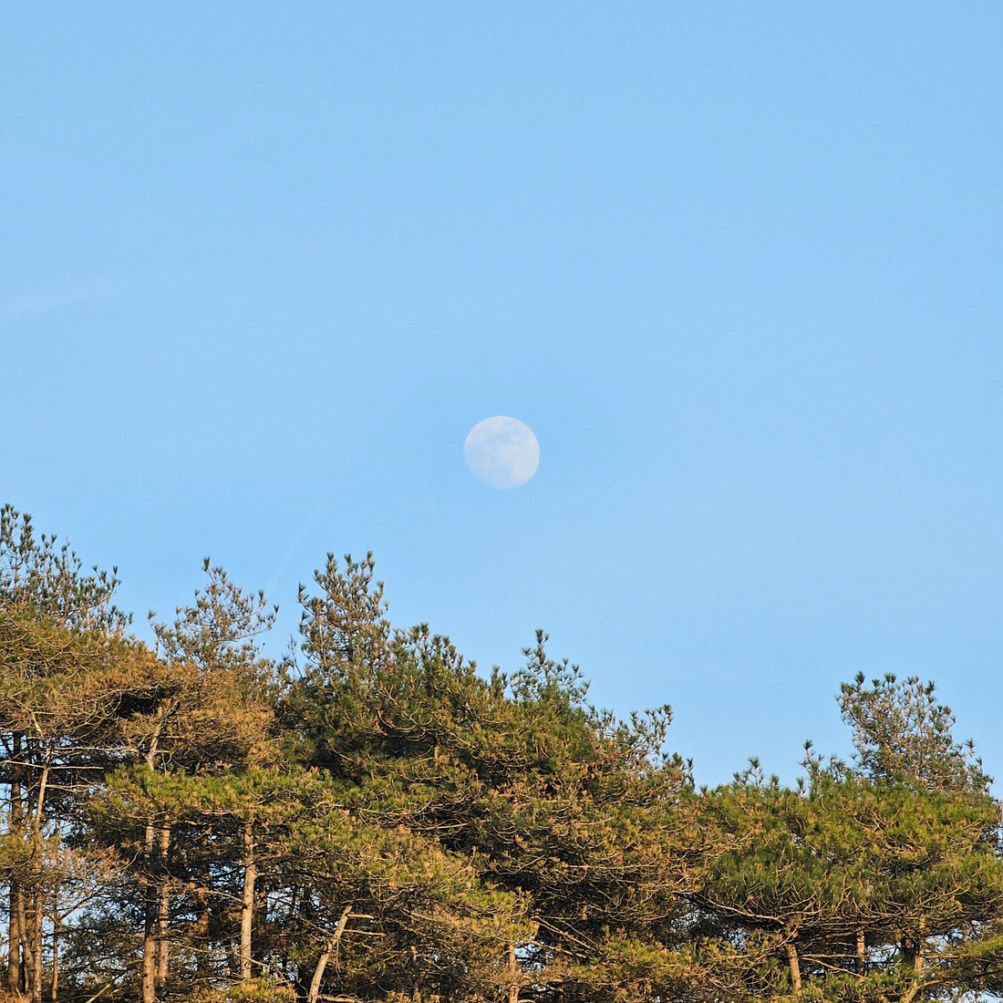 April Pink Moon