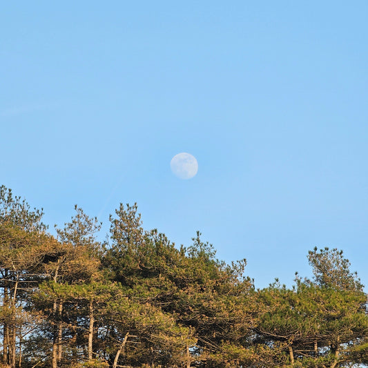 April Pink Moon
