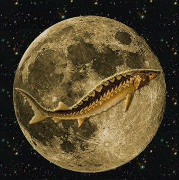 August Supermoon 2022! Sturgeon Moon
