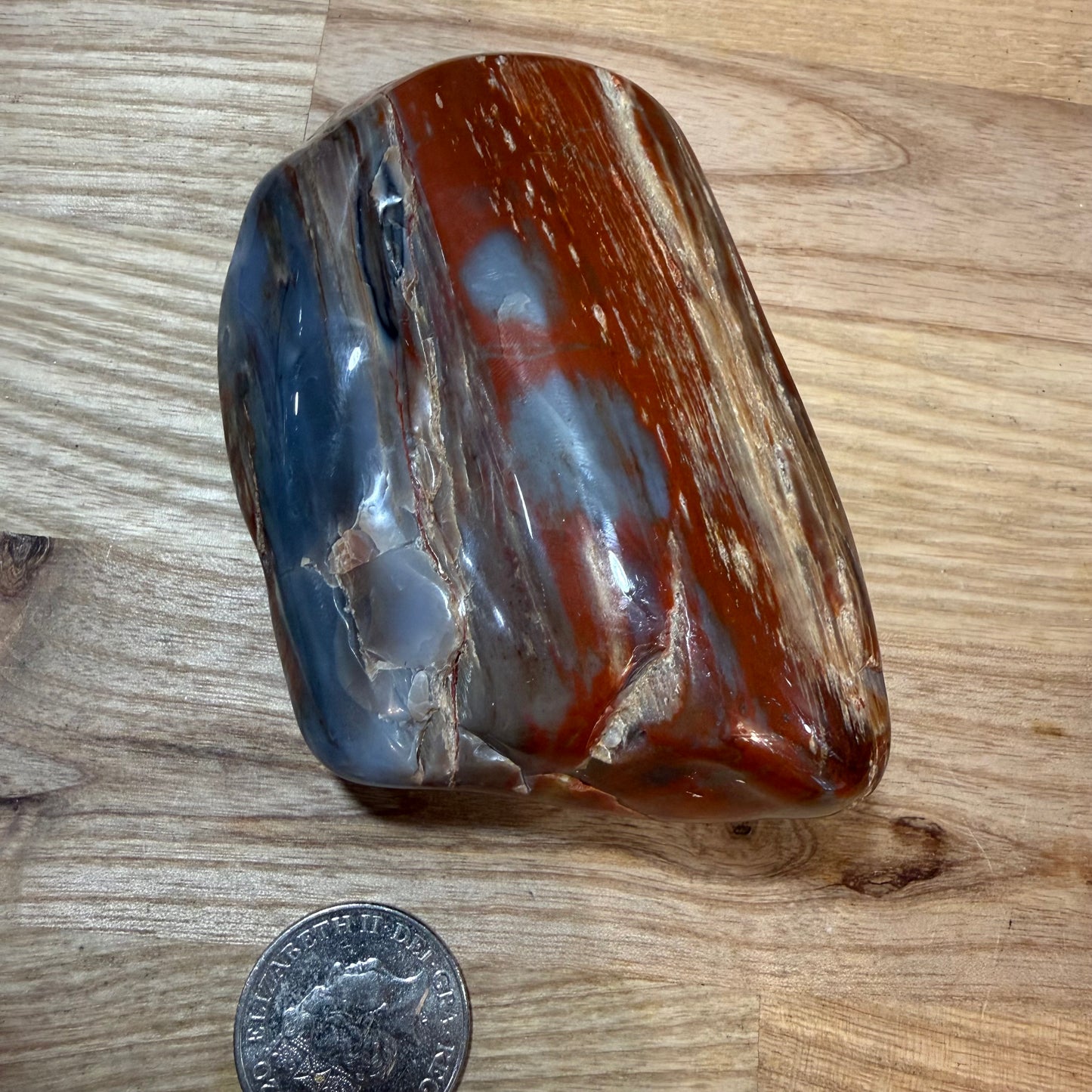 Fossilised Wood Polished Piece