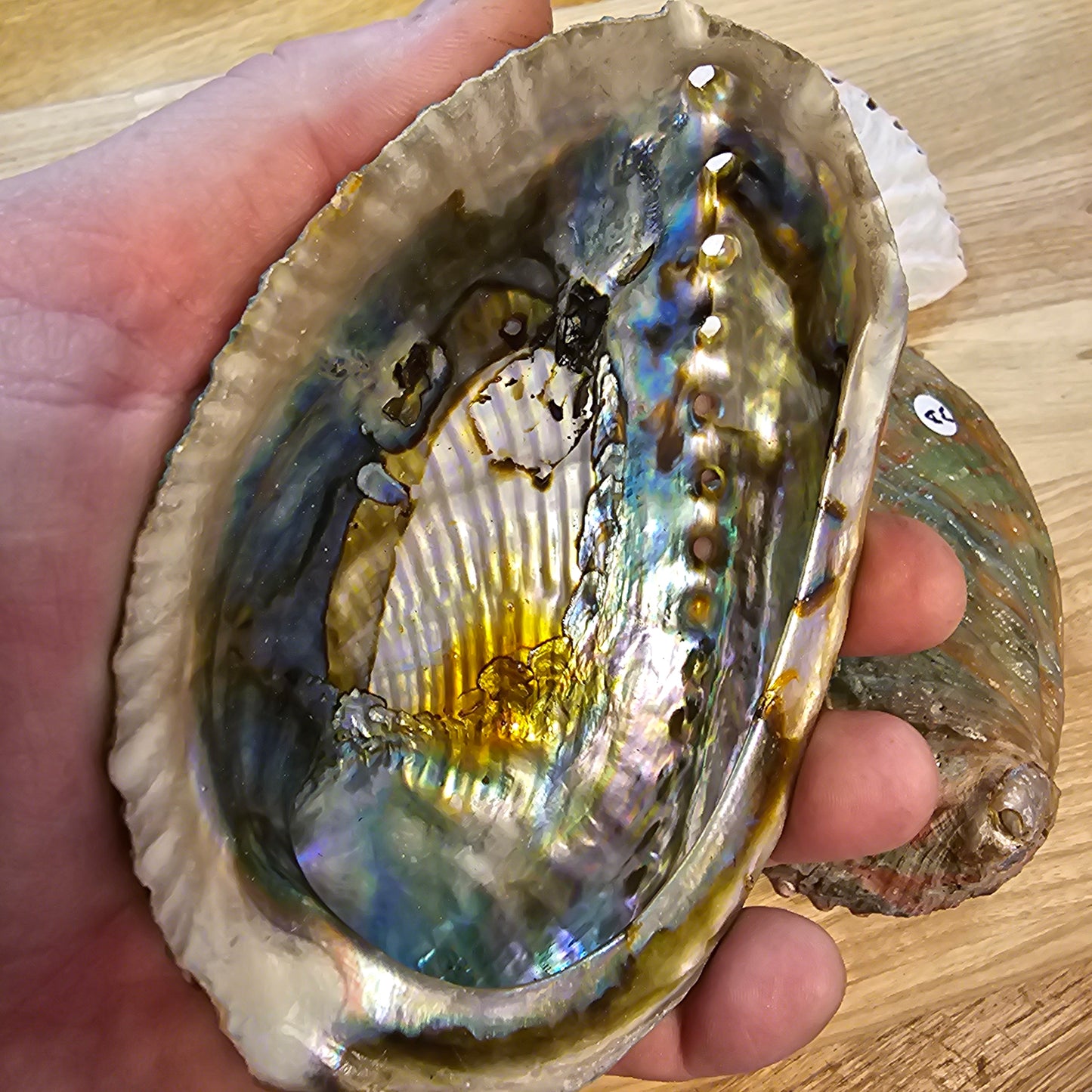 Abalone Shell Medium ‘A+B’ grade