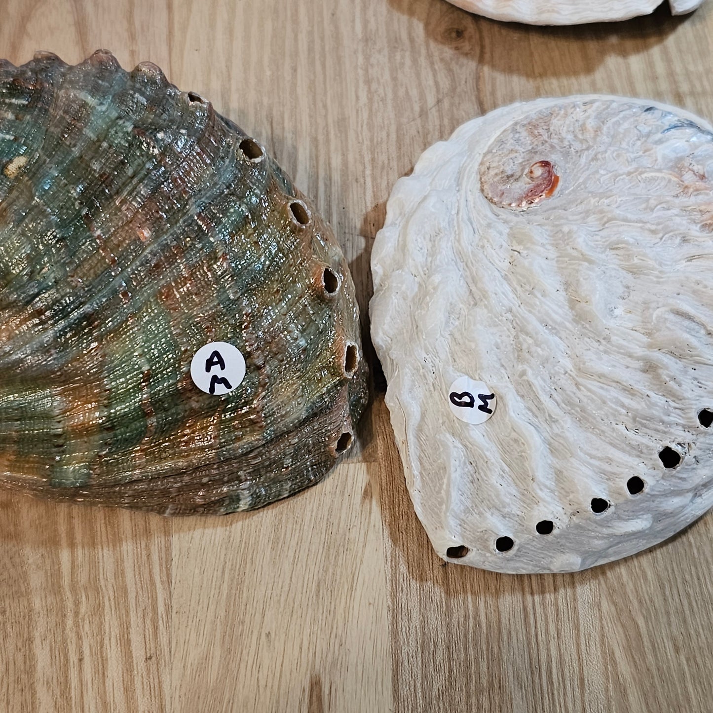 Abalone Shell Medium ‘A+B’ grade