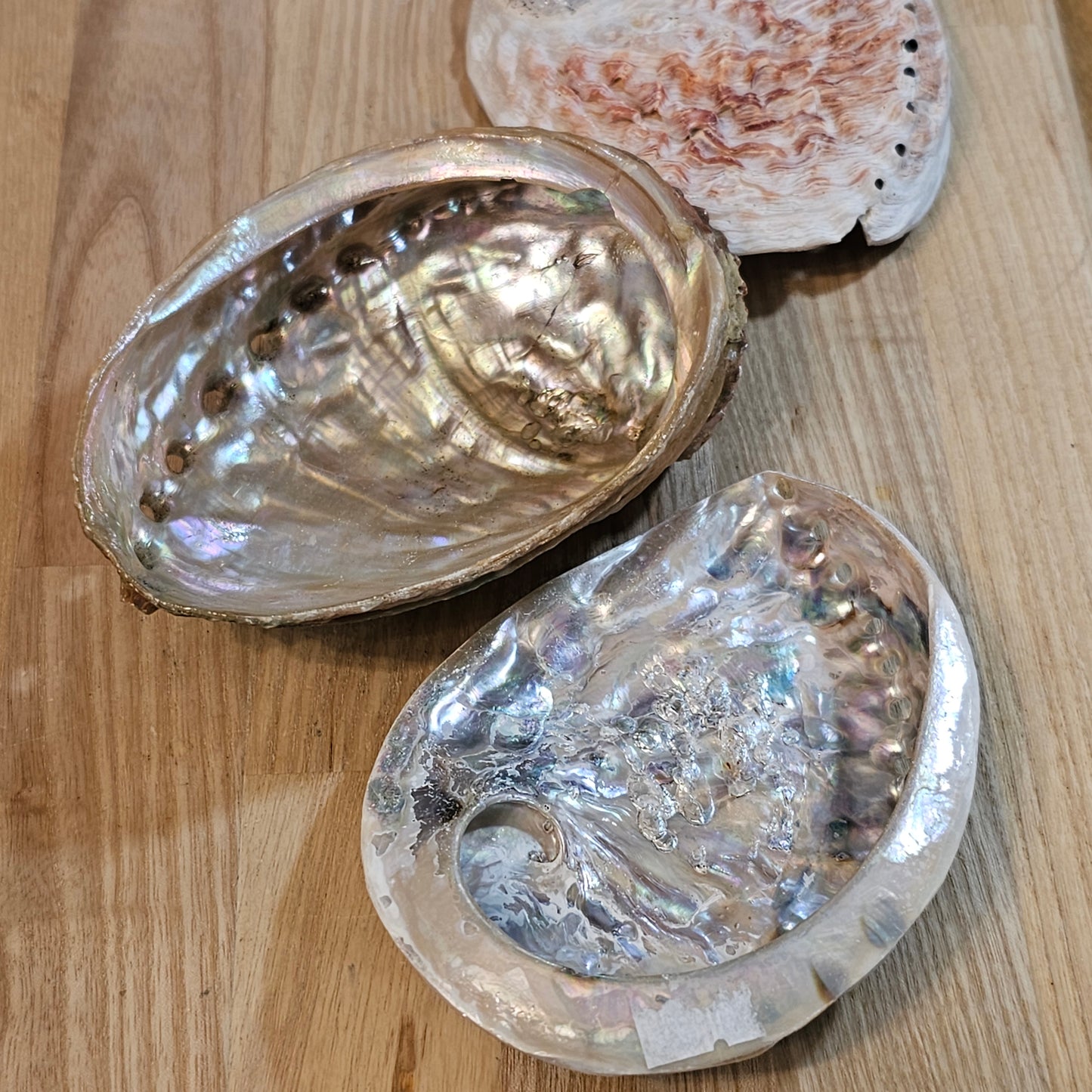 Abalone Shell Medium ‘A+B’ grade