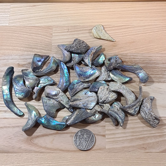 Abalone Shell - Tumbled