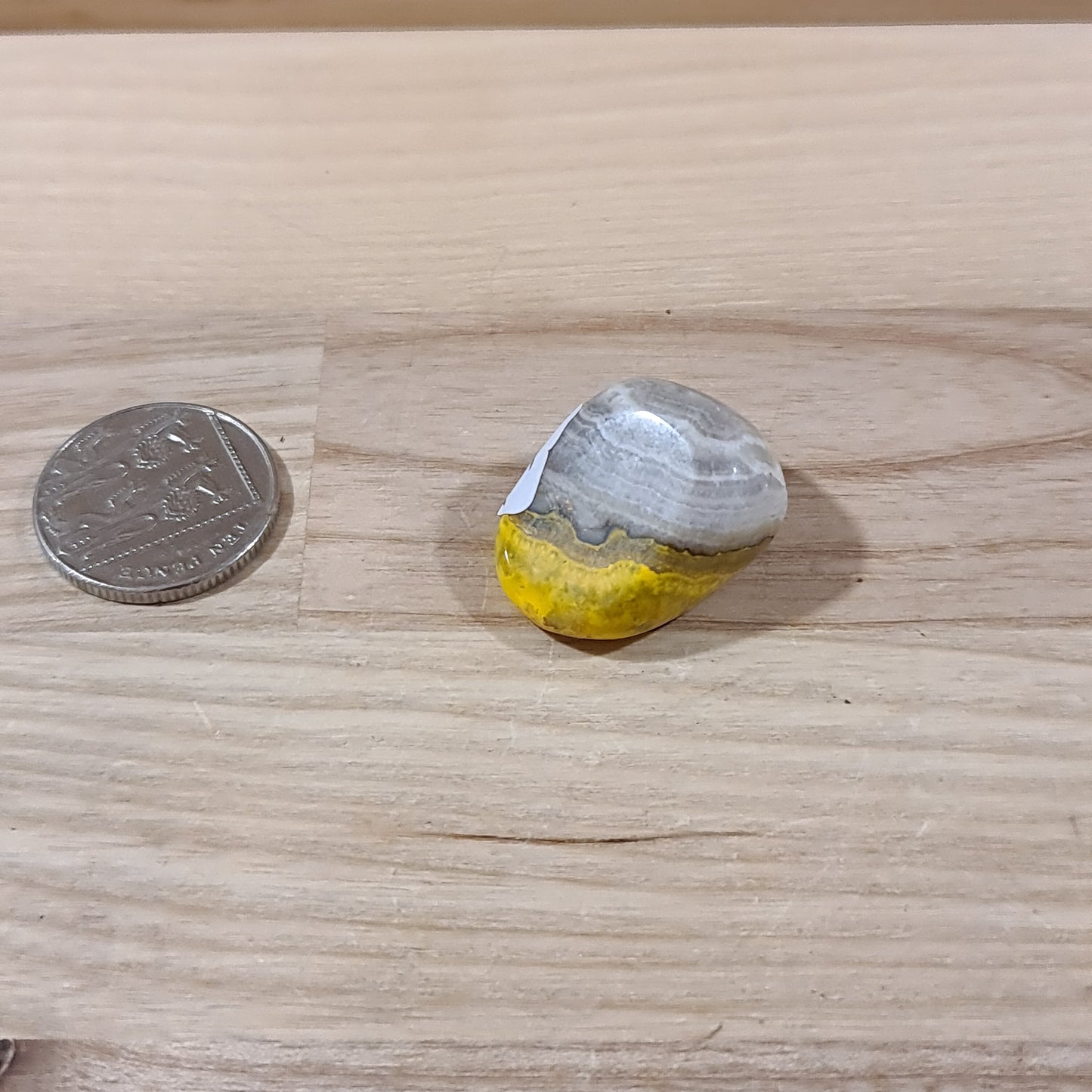 Bumble Bee Jasper
