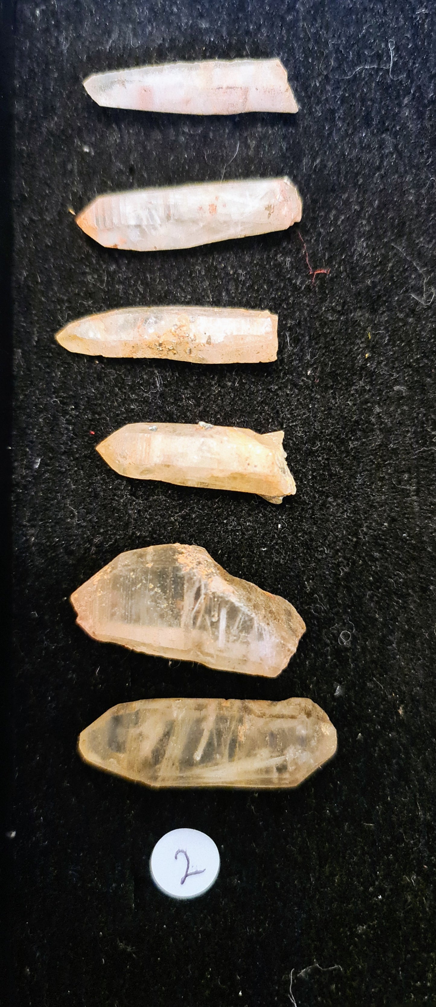 Witches Finger