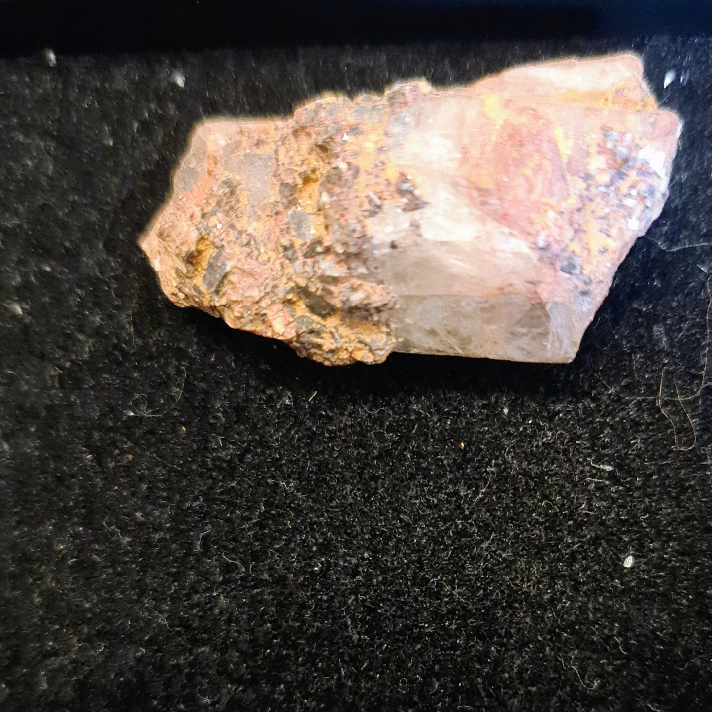 Witches Finger