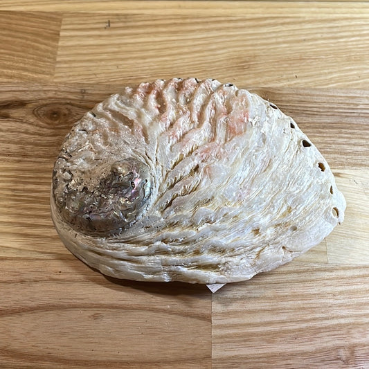 Abalone Shell Medium ‘A+B’ grade