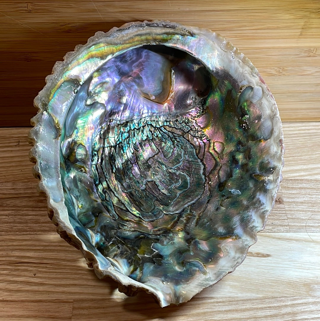 Abalone Shell Extra Large ‘A’ grade