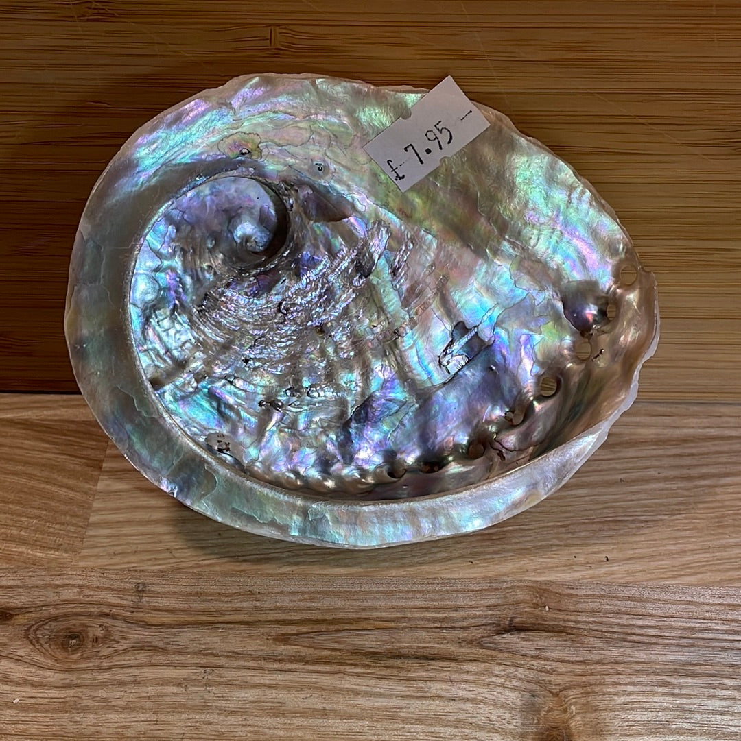 Abalone Shell Medium ‘A’ grade