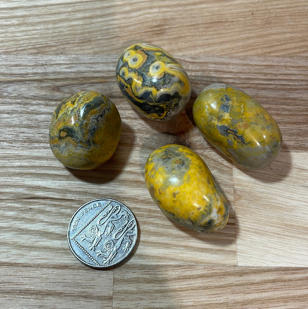 Bumble Bee Jasper
