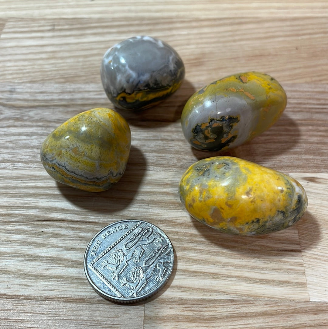 Bumble Bee Jasper