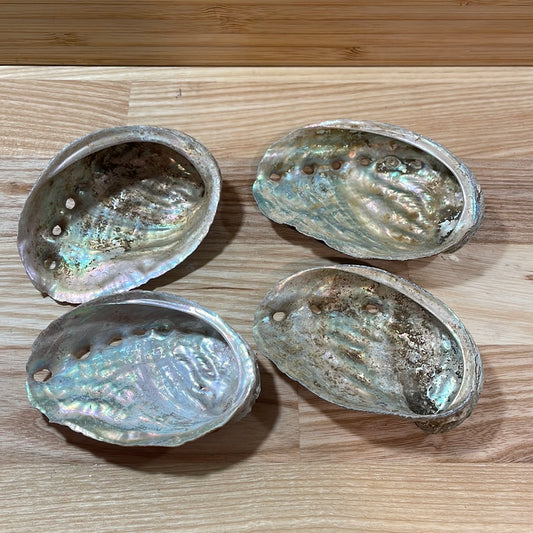 Abalone Shell Small