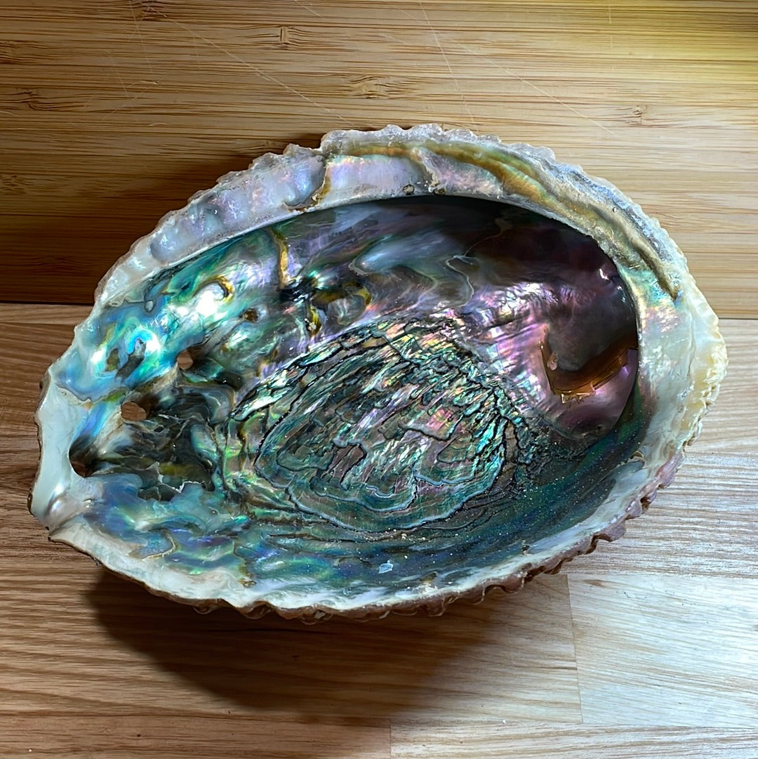 Abalone Shell Extra Large ‘A’ grade – The Kent Crystal Cave