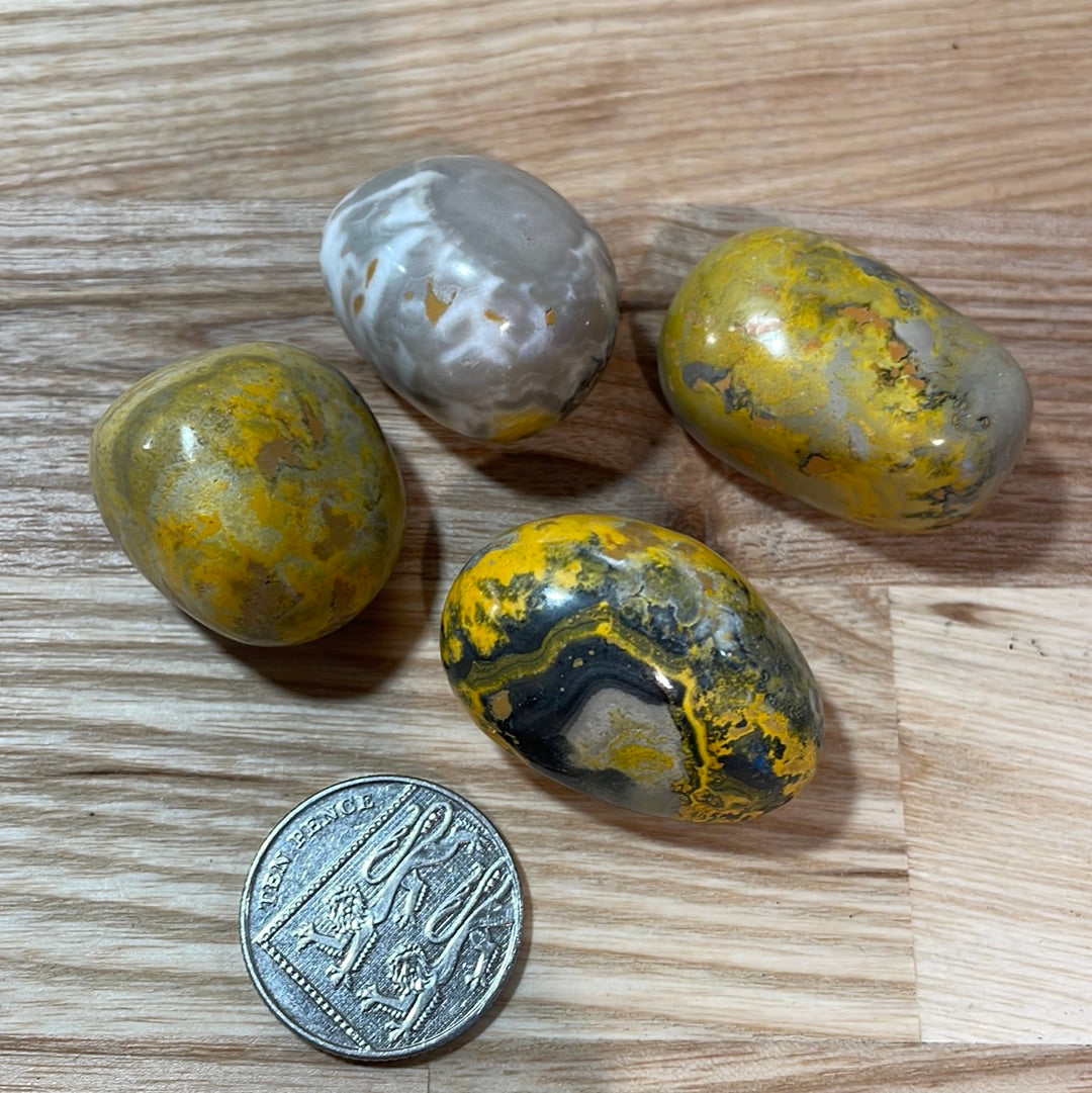 Bumble Bee Jasper