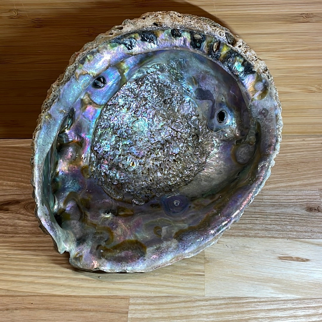 Abalone Shell Extra Large ‘A’ grade