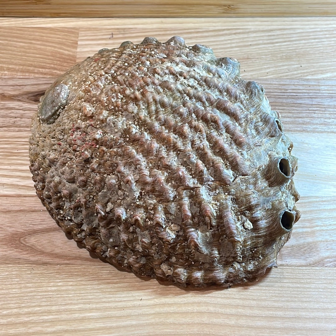 Abalone Shell Extra Large ‘A’ grade