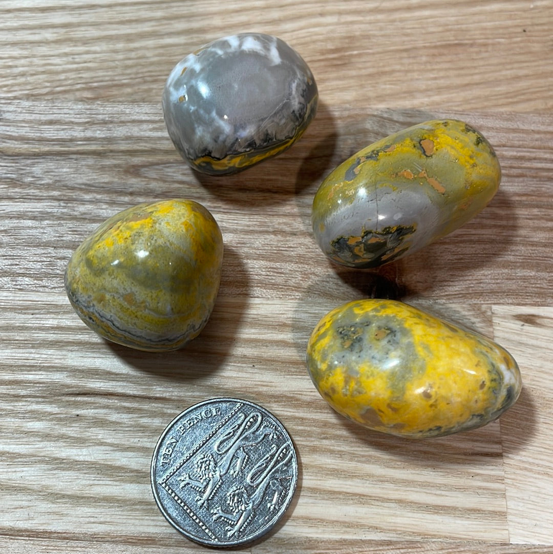 Bumble Bee Jasper