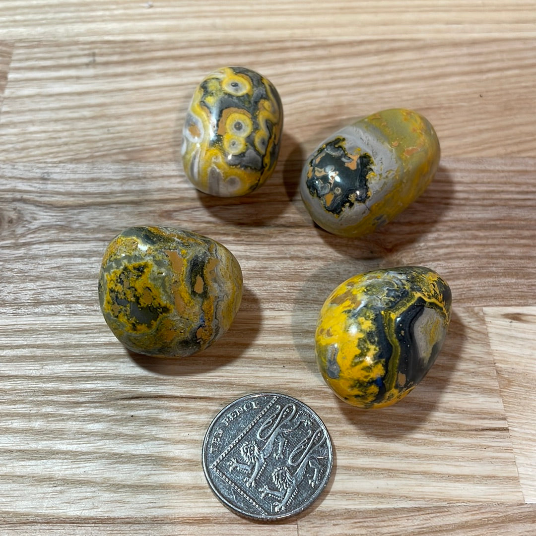 Bumble Bee Jasper
