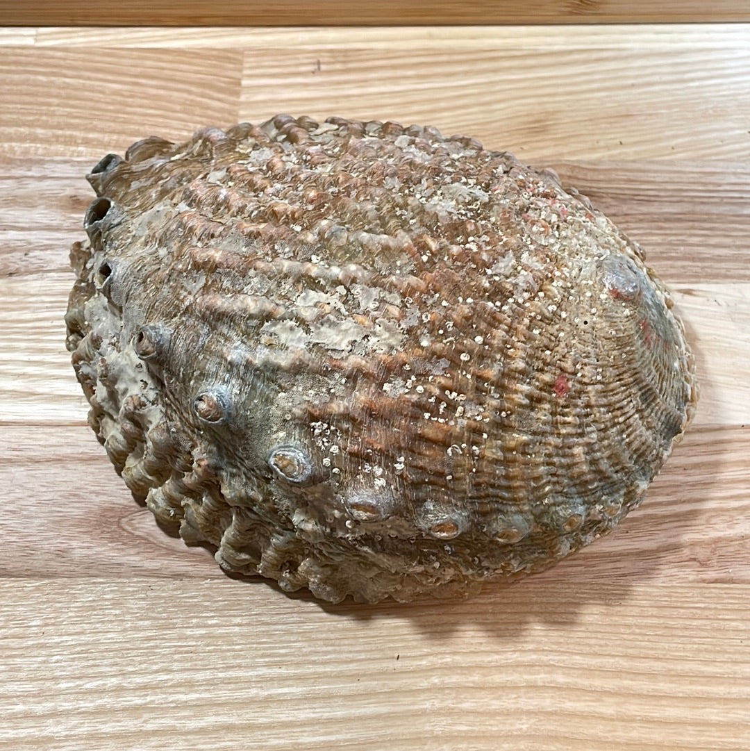 Abalone Shell Extra Large ‘A’ grade